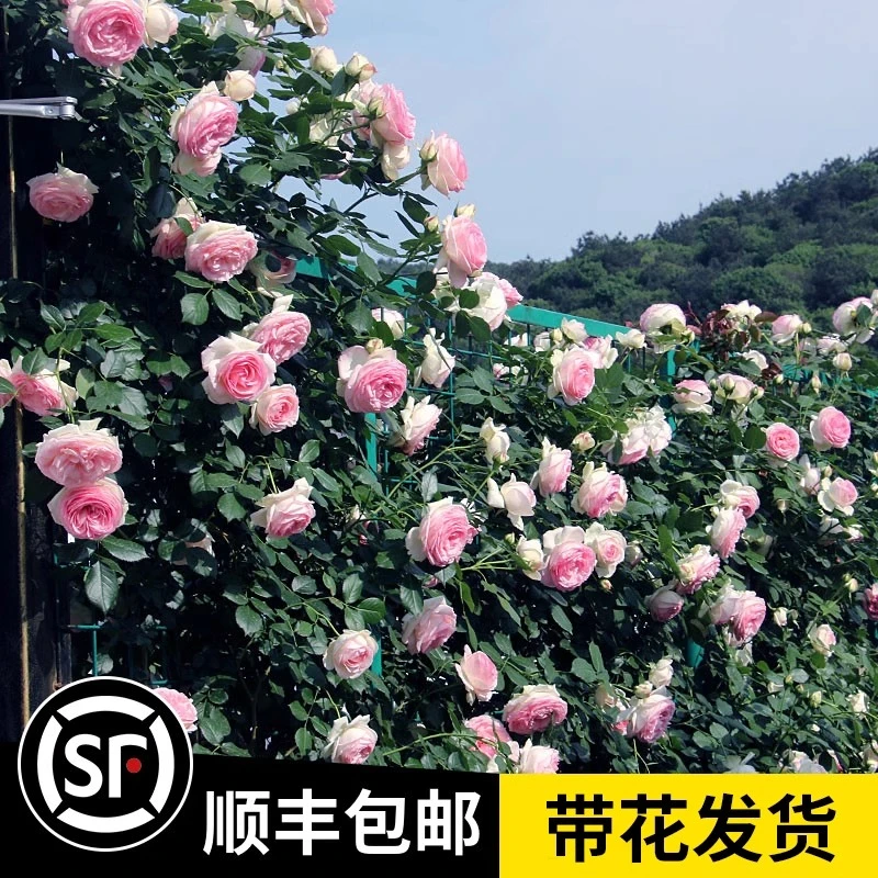 【新疆满2棵顺丰包邮】蔷薇花苗藤本月季爬藤植物欧月大苗庭院盆栽