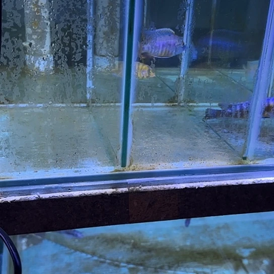 用***2海水鱼卡丑母鱼两条