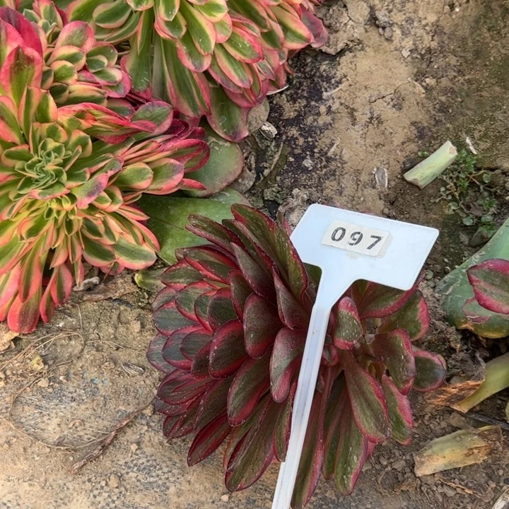王*赖097魅金玫瑰多肉植物