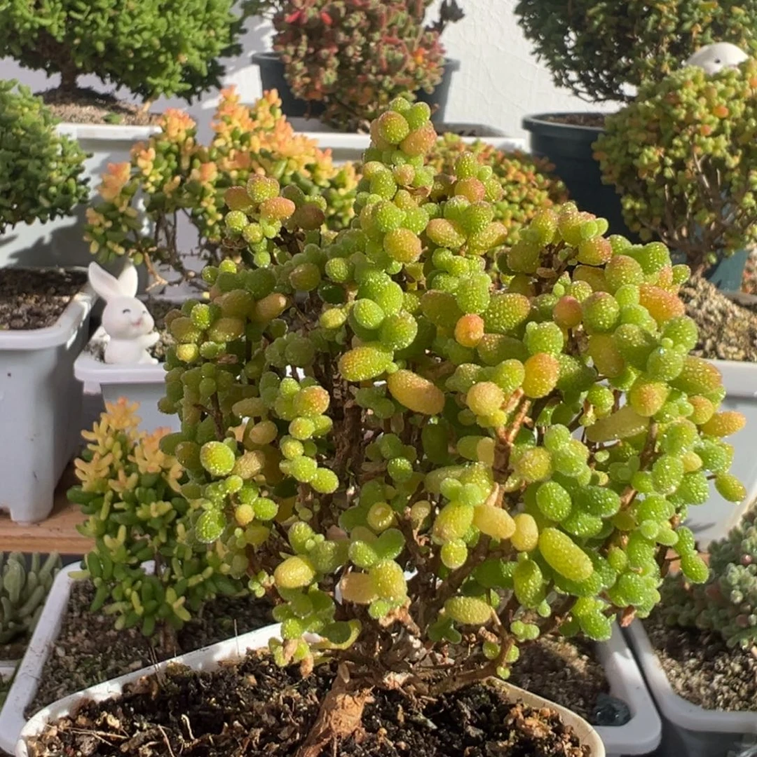 D2919金桔糖球枝干