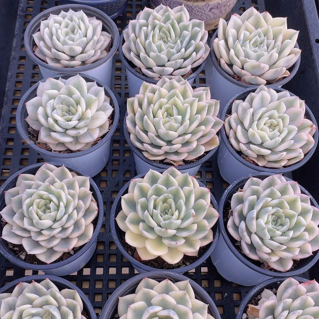 量拍47号 月亮仙子锦单头2个