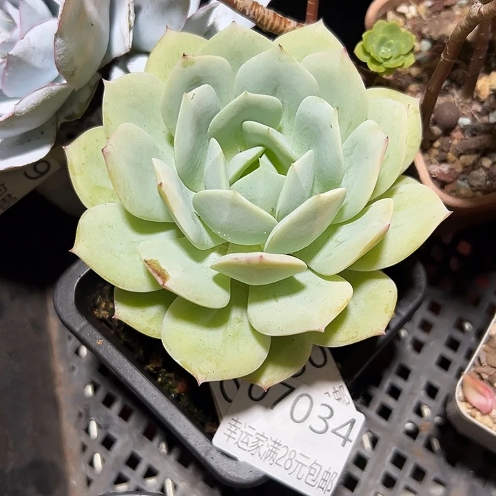 幸运的是我还没遇到过