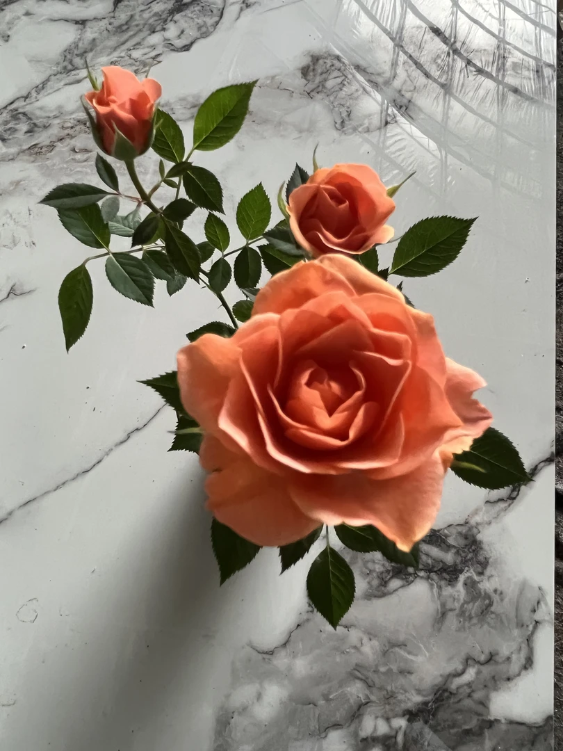 微型月季桔色一单包邮