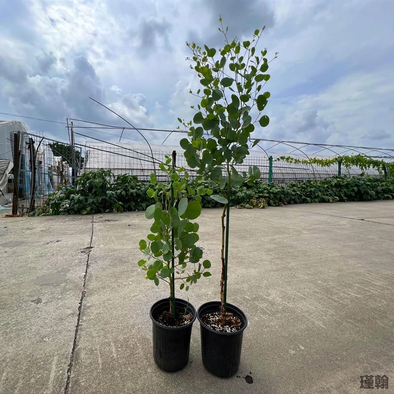 尤加利盆栽ins风桉耐养耐阴植物室内庭院阳台观叶卉