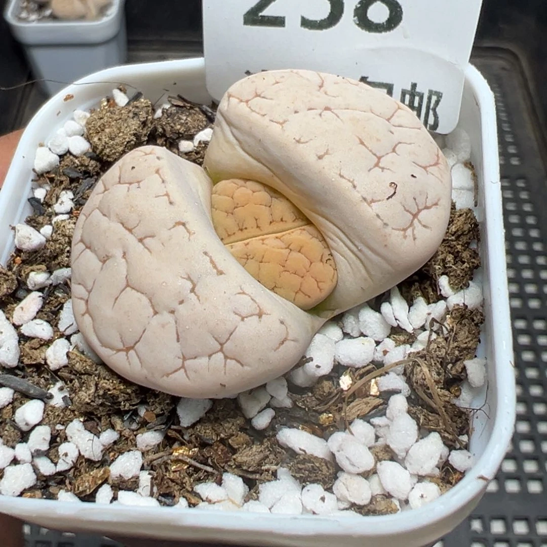【闪购商品】 258。