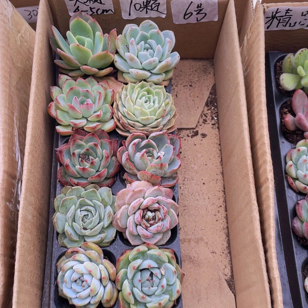 【闪购商品】【量拍】10颗-6号约4-5厘米