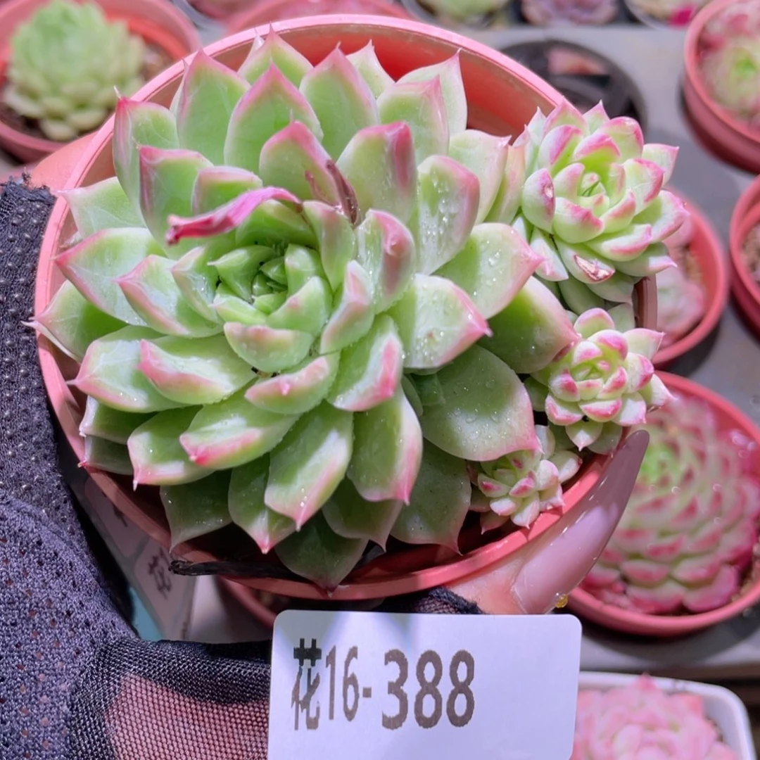 花利美16-388女王玫瑰