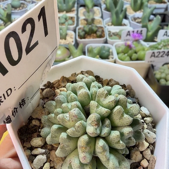 021。平头斑马肉锥