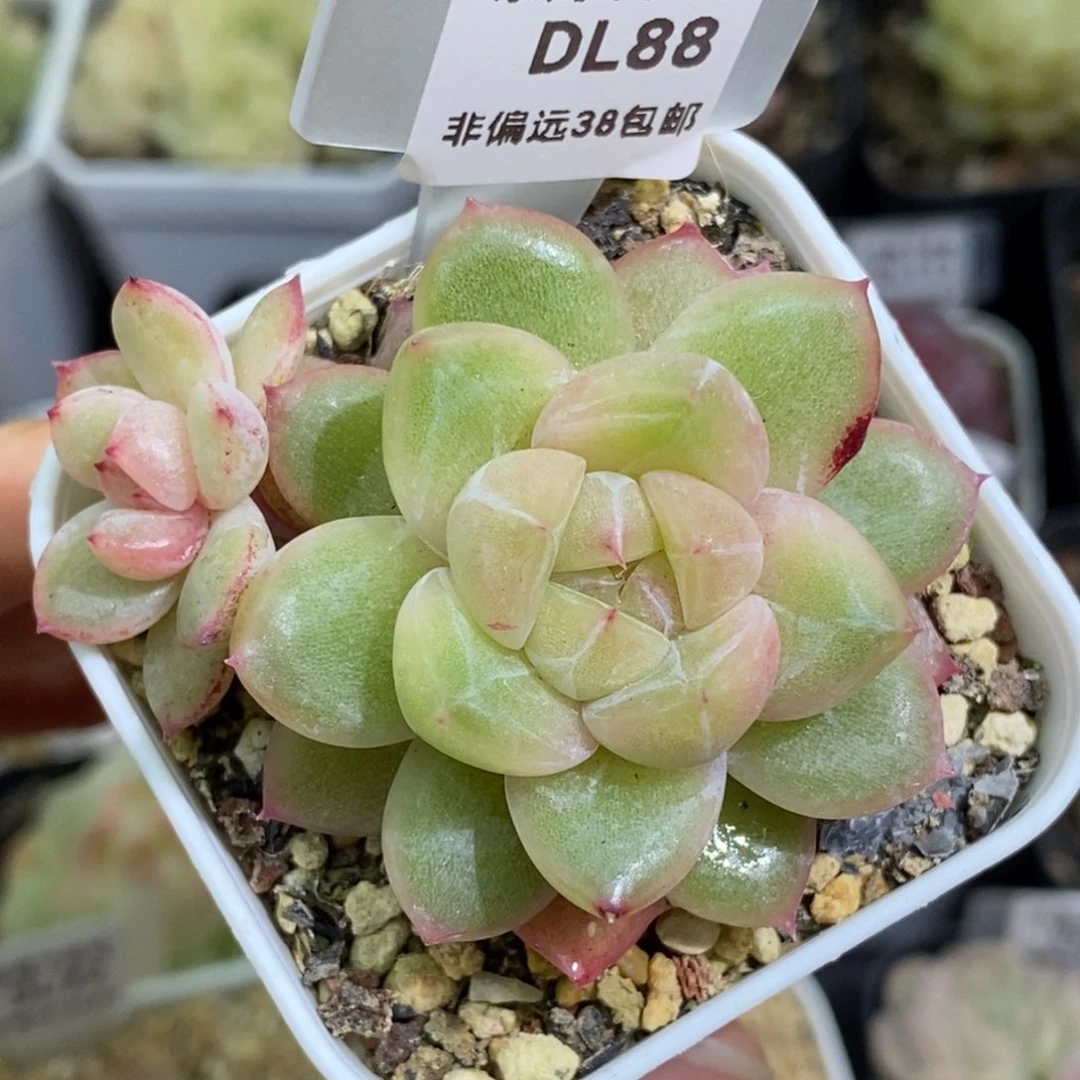 188东篱下多肉植物盆栽