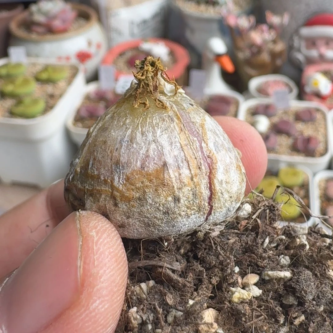 少*游K134灯泡老母本多肉