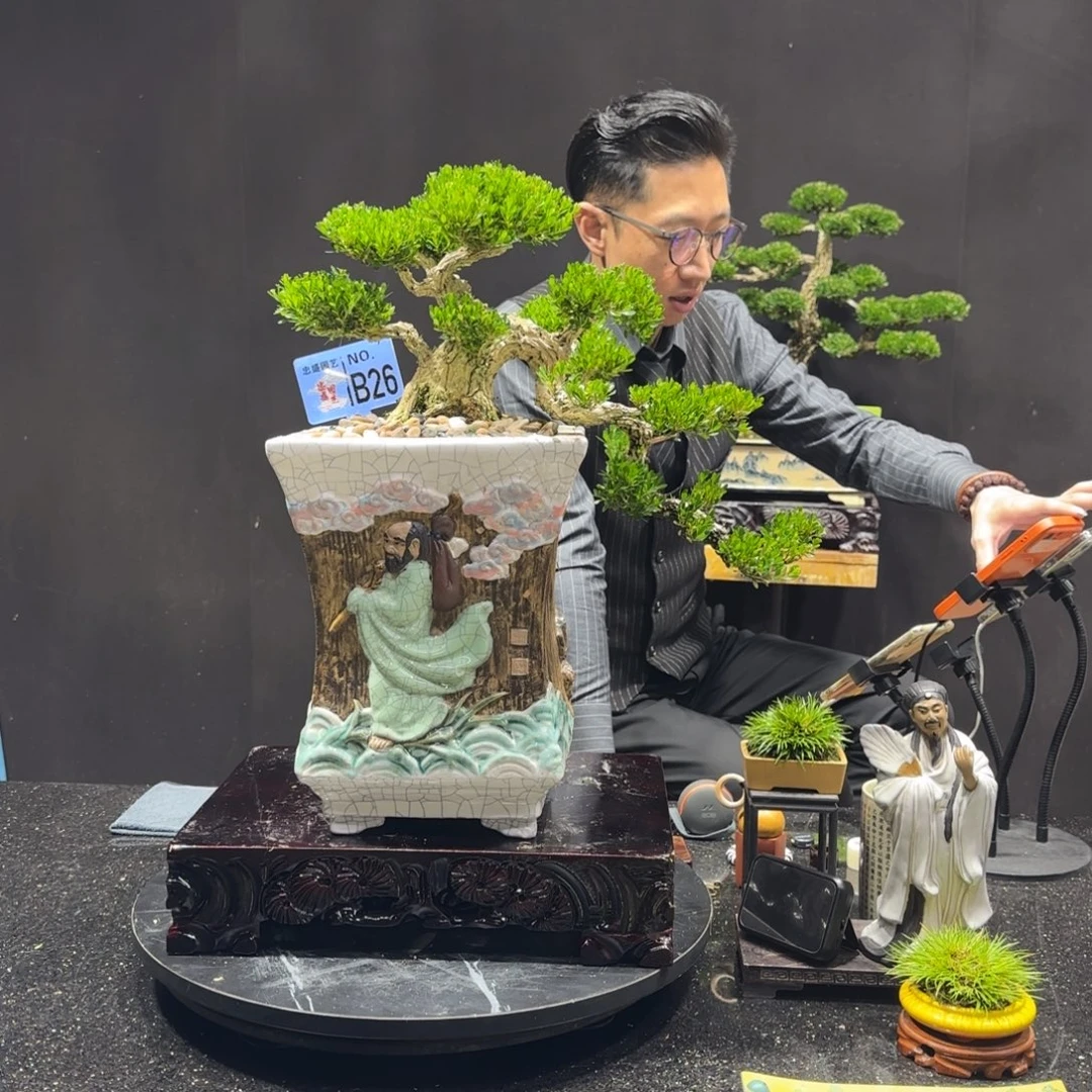 以实际为准黄杨室内室外盆景艺术