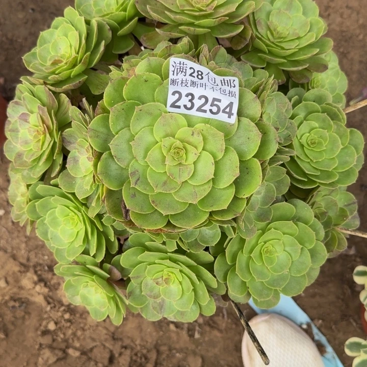 23254花月夜多肉植物