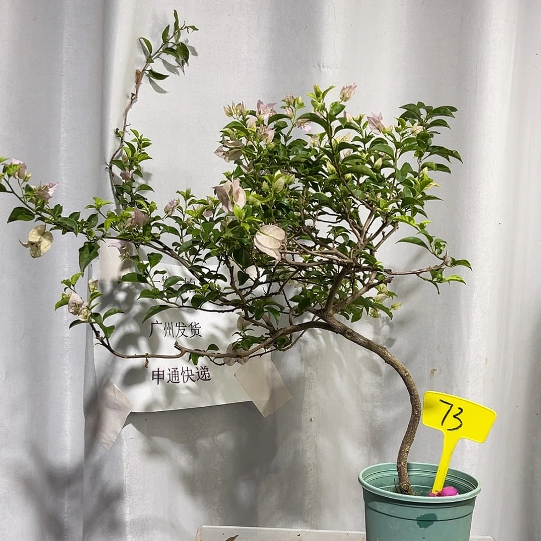当前无花栽培后可以开花73苹果花扦插