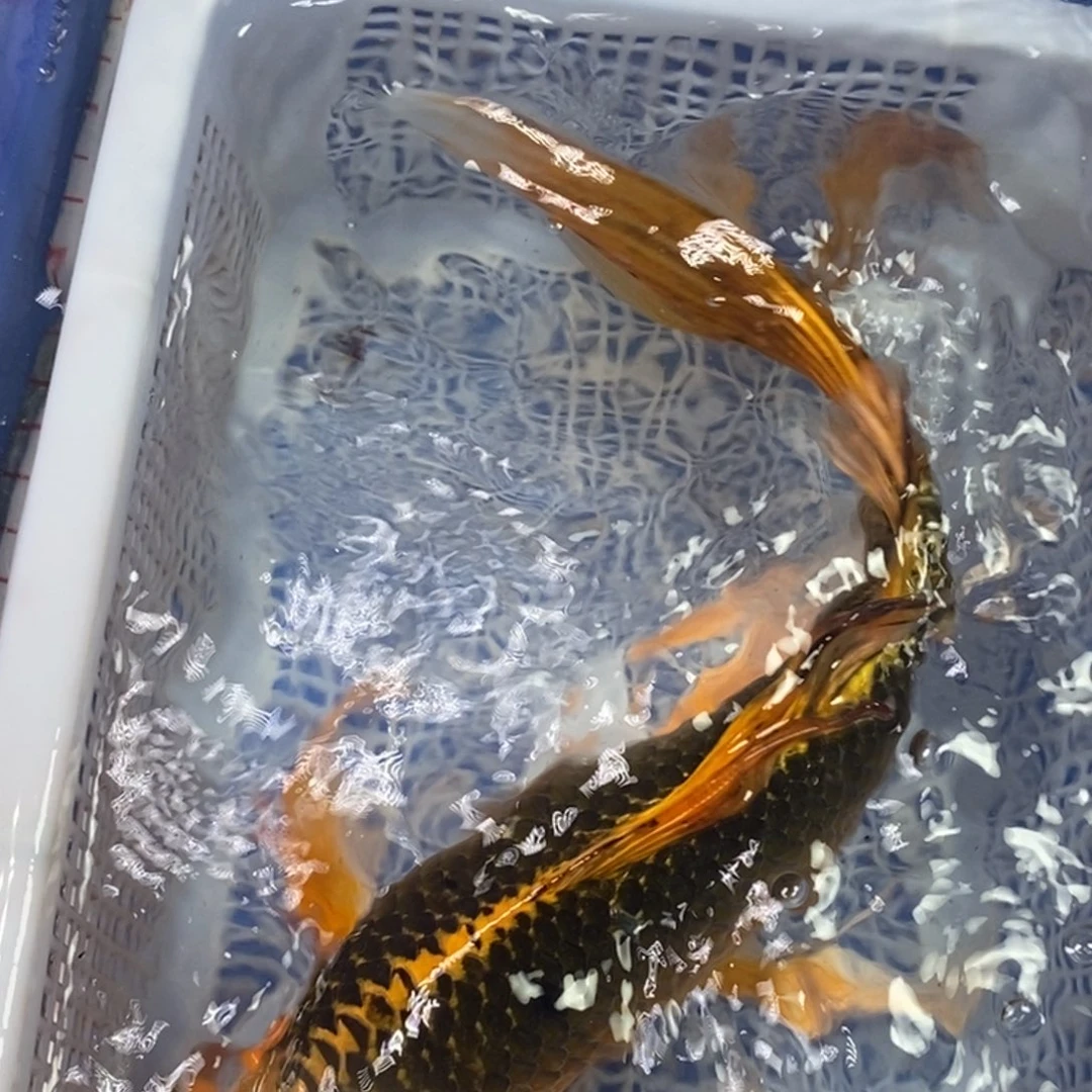 锦鲤冷水金龙包邮