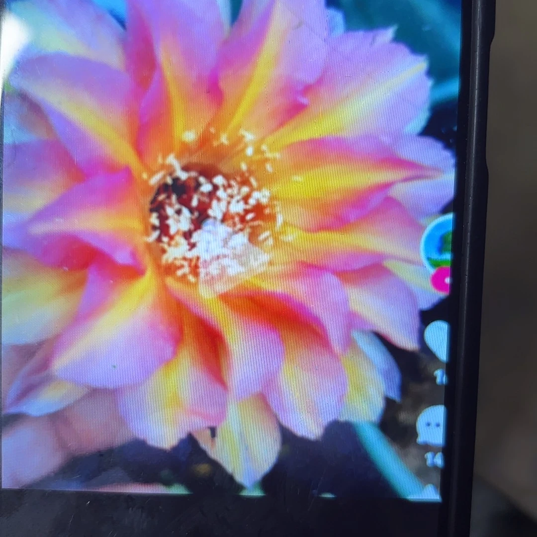 财神彩侧牙20包邮仙人球30