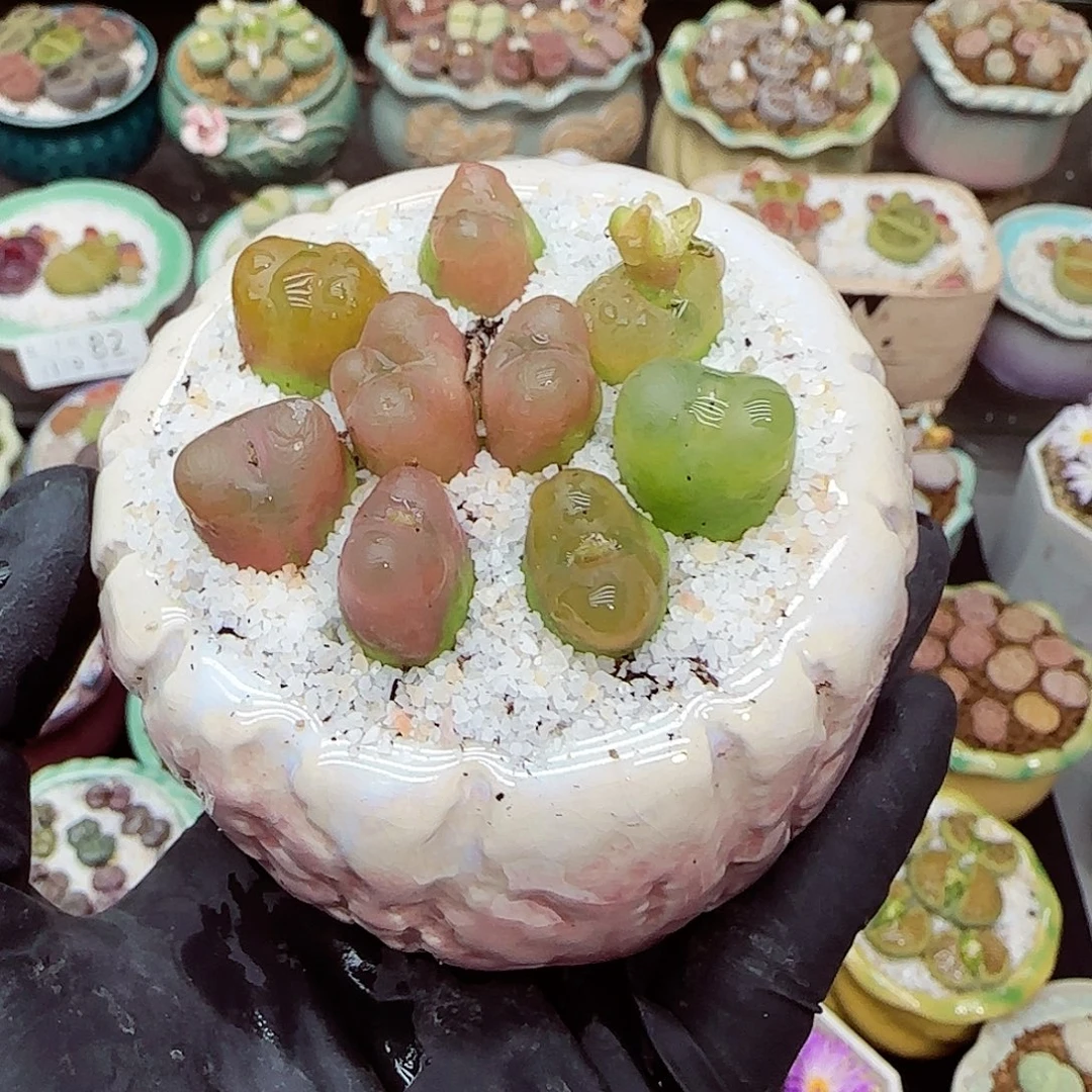生石花满18包邮1119-83