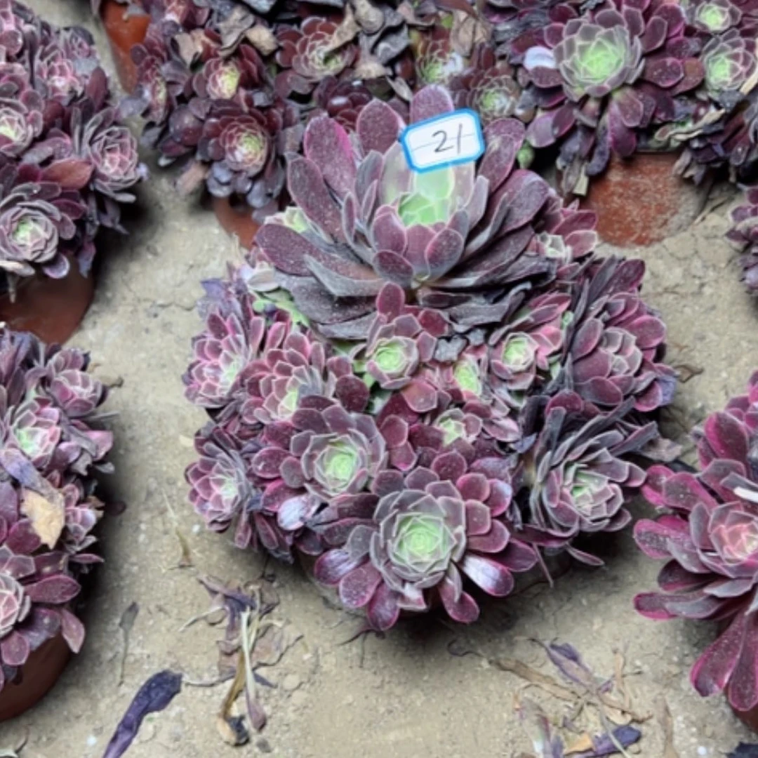 【闪购商品】多肉植物金丝21