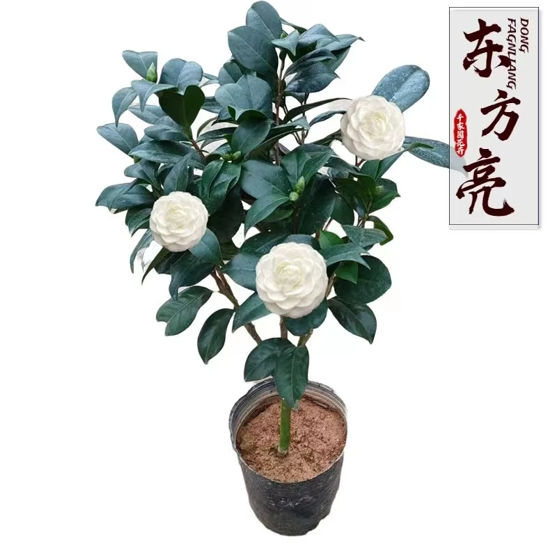 白山茶东方亮茶花盆栽水晶纯白色室内外客厅庭院绿植物山树苗