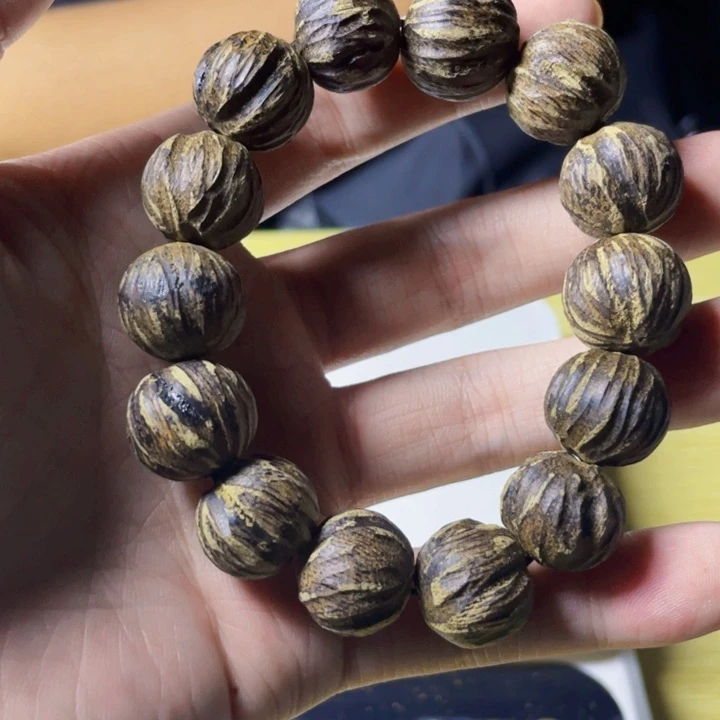 无非金属芽庄虫漏