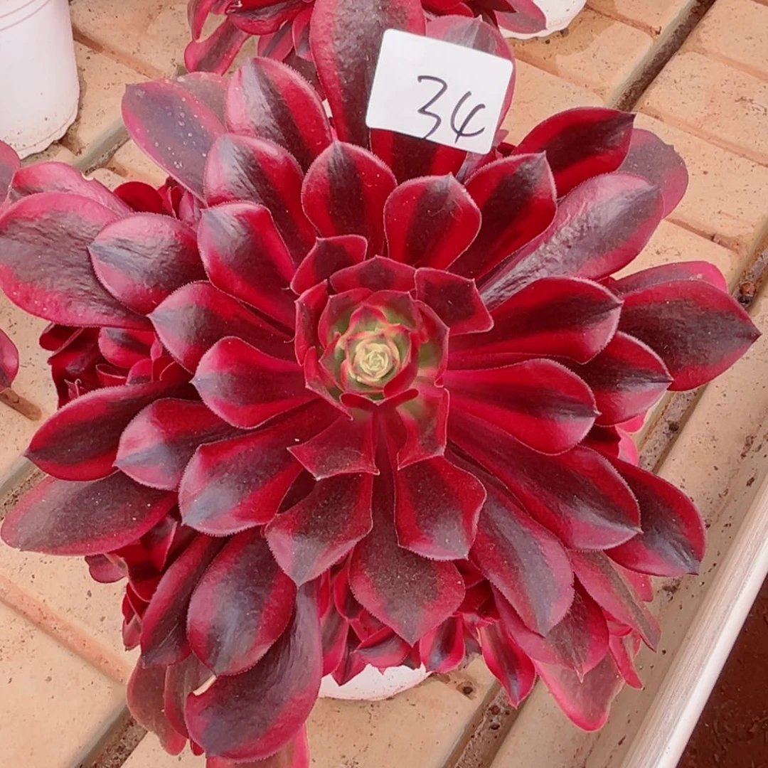 一物一拍多肉法师34