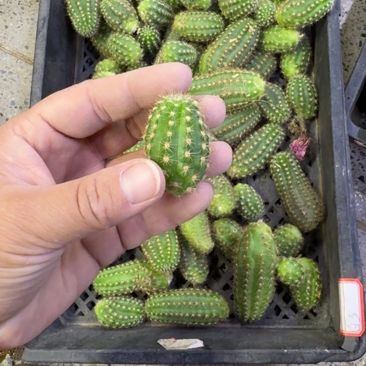 201白3无根侧牙小2个，20包邮