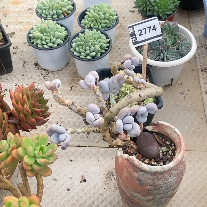 【闪购商品】三**9奶2774