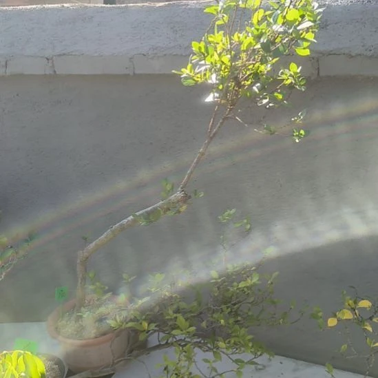 *****无花朵海  岛  春  花