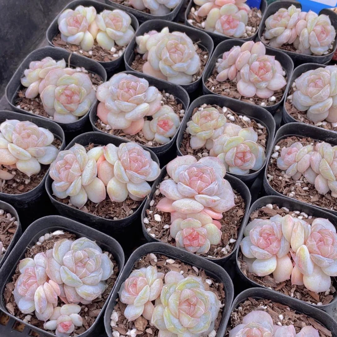 量拍65号 糖心白兰地双头一个