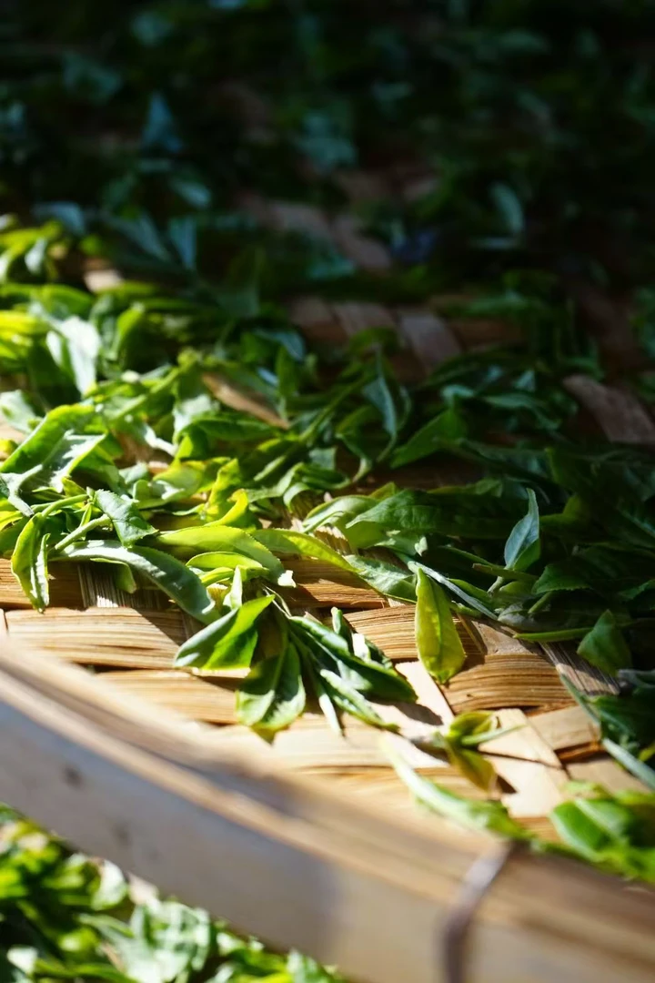 云南古树白茶 高山白茶 2025年春茶 100克 花香蜜韵 汤香水柔