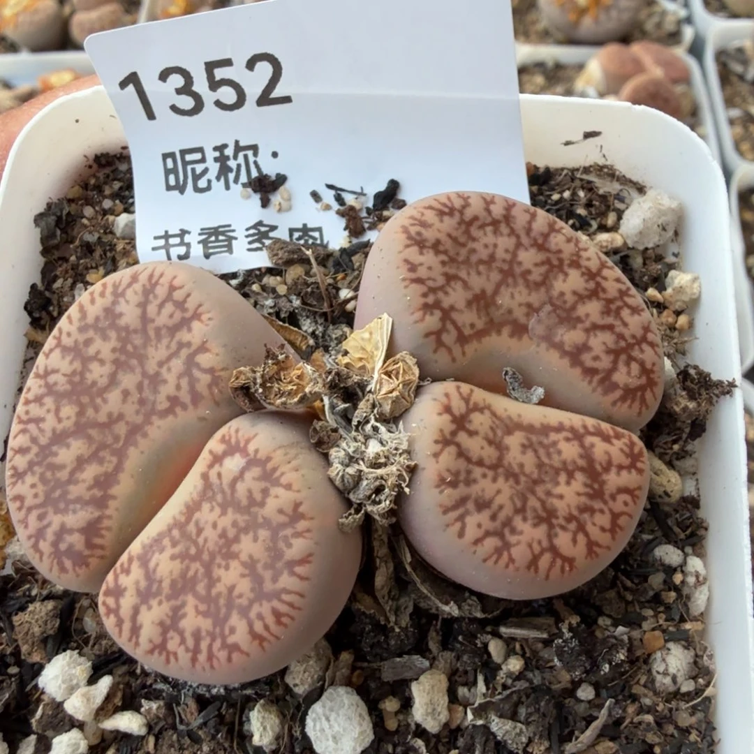 L***g多肉植物多肉植物