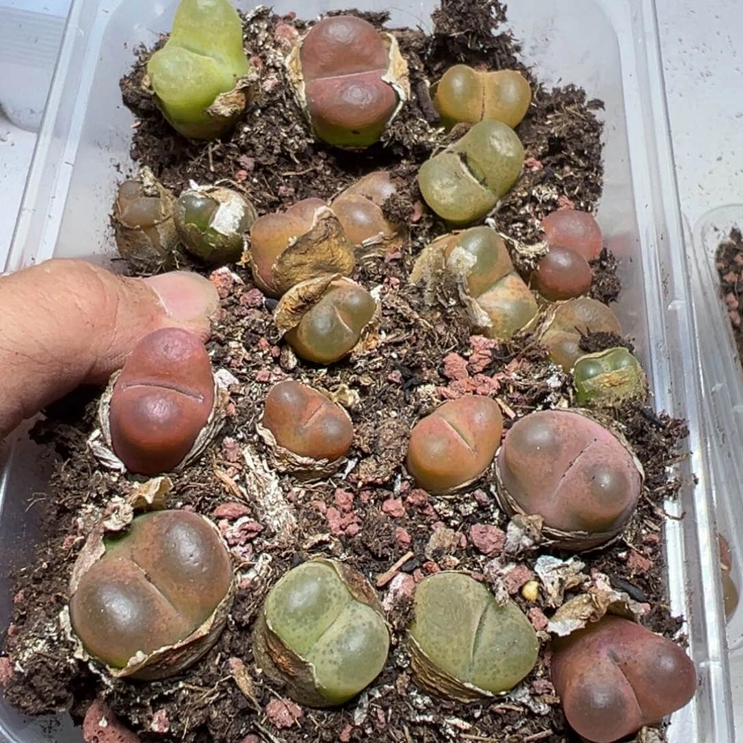 【闪购商品】 1142。