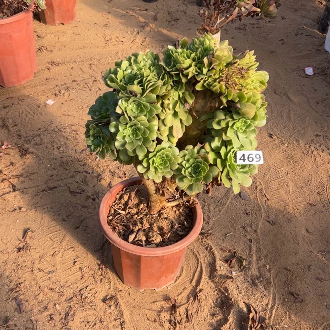 绿杨蓉微瑕疵469高度38