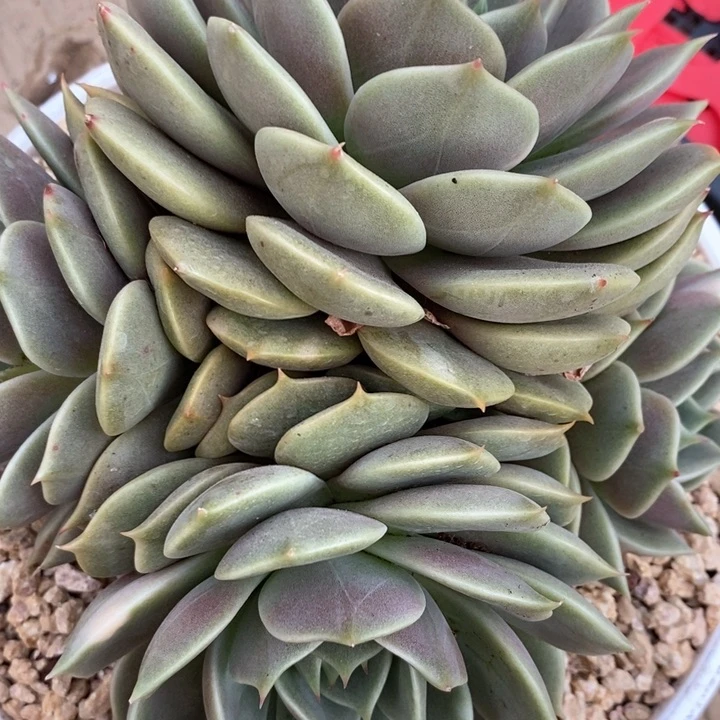 大***静我是真的很