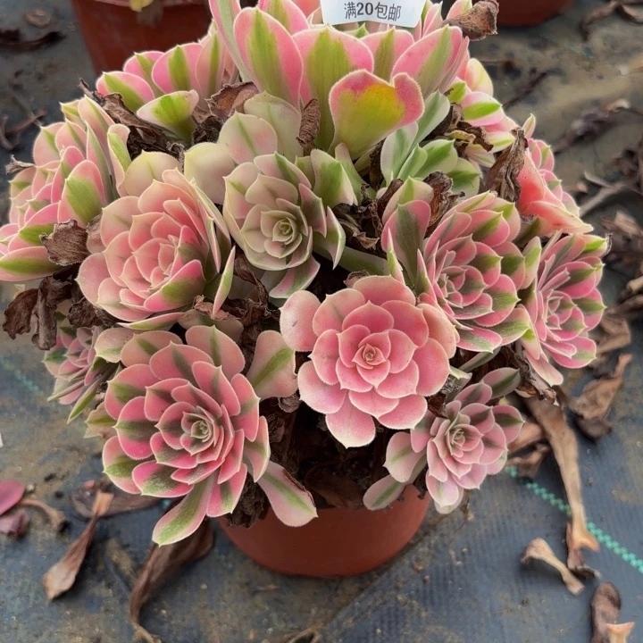 瑞妈多肉园艺576粉女巫