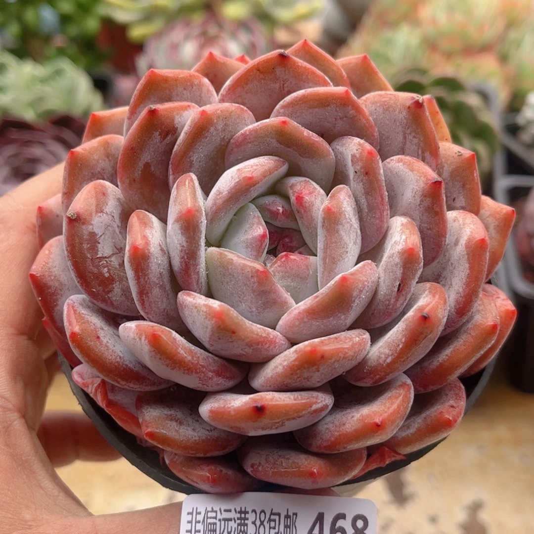 468橙子德华多肉