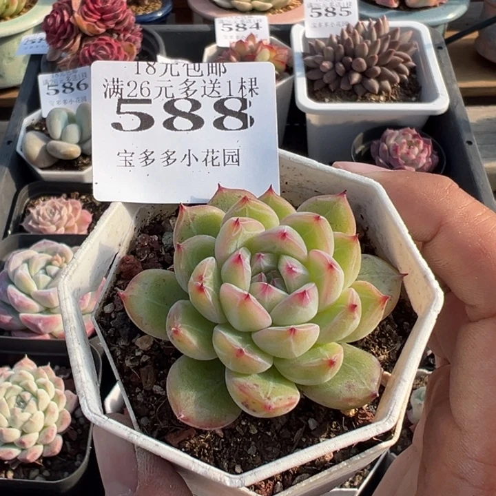 雪花珍妮一物一拍多肉满18元包邮下午发货