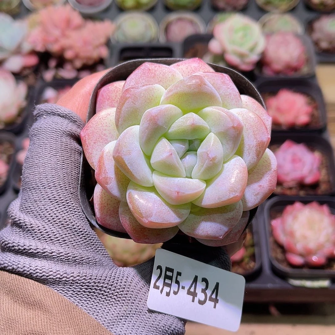 花05-434冰玉单头