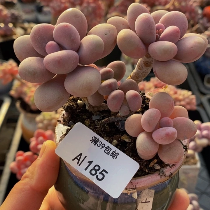 桃蛋老桩9cm185多肉植物