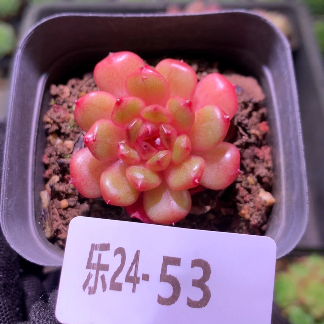 乐然24-53 灵翠单头