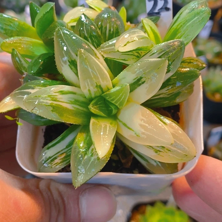 姬寿锦多肉一物一拍