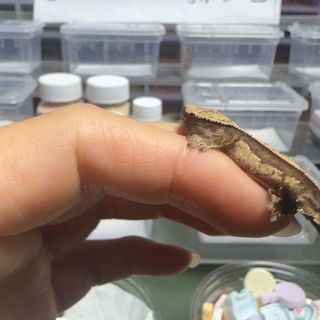 睫角守宫睫角守宫大幼