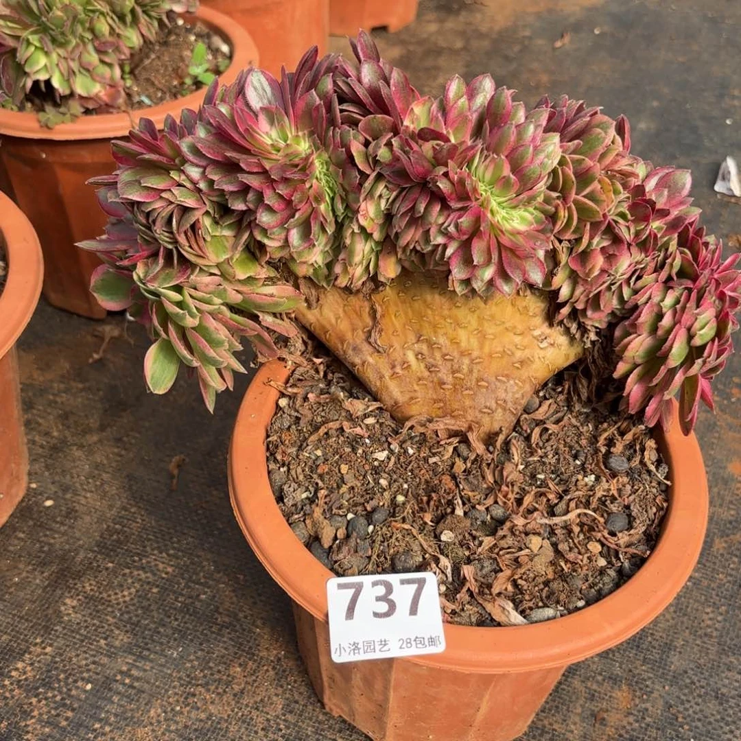 737号荔枝缀化多肉植物