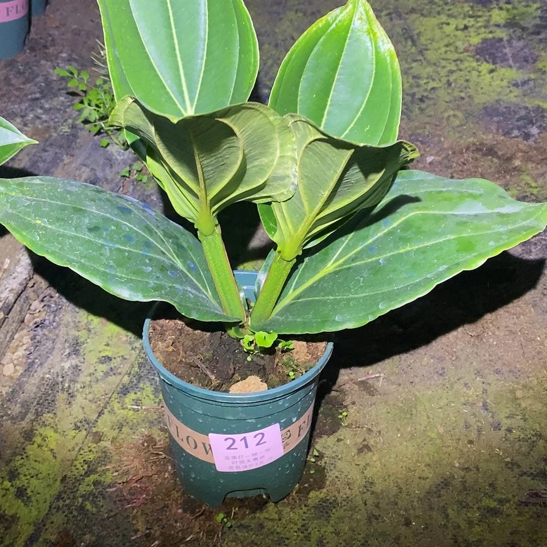 木本植物温*木本花卉212