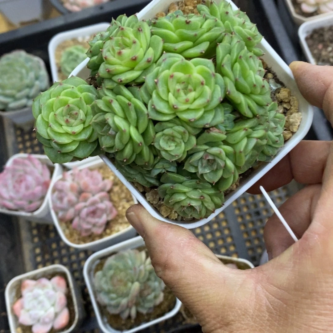 精品多肉一物一拍不包整307