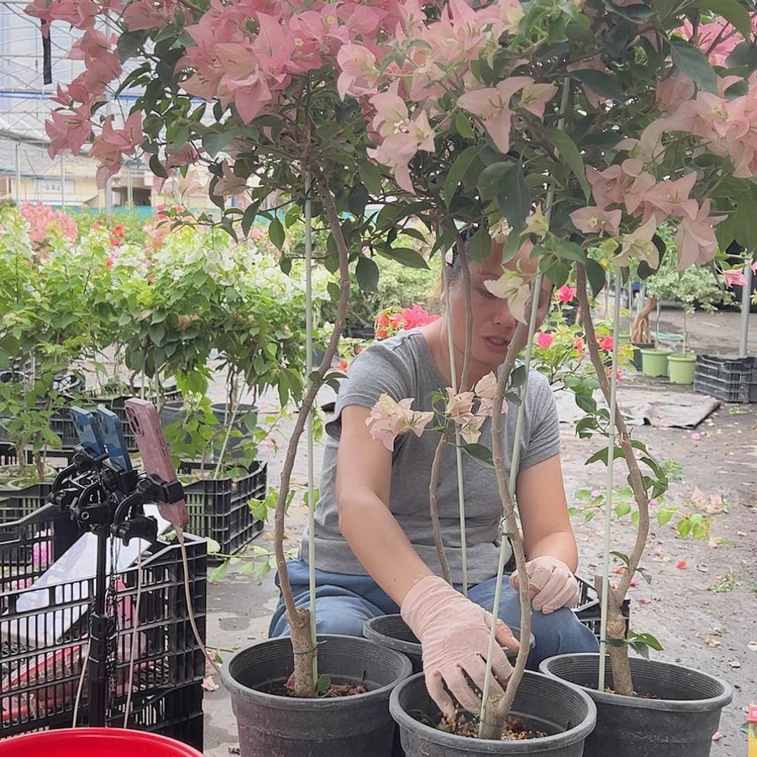 大部分开放少量花苞卡雅塔棒棒糖一颗，黑盆