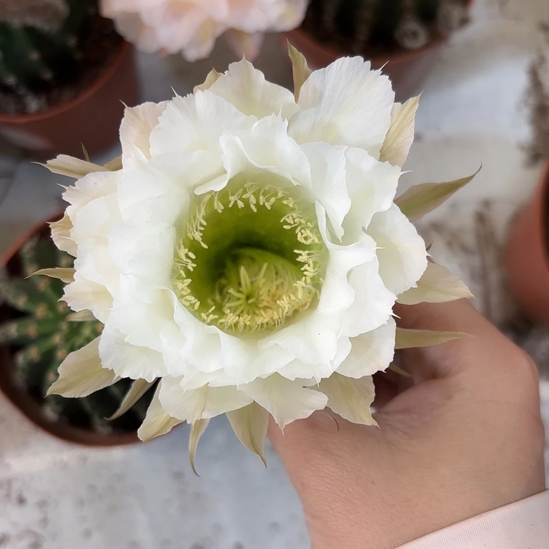 彩草209号6-6.5公分左右