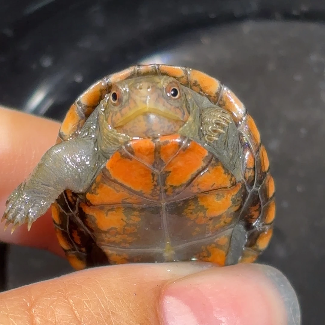 宠物龟不分公母全品眼睛都红美版小种