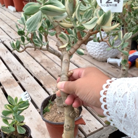 124三色脱土发货