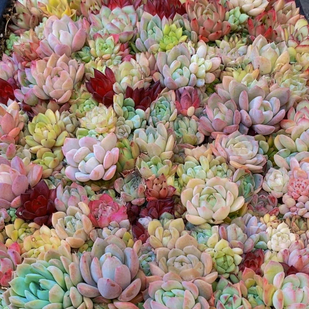 h****h449多肉植物保护研究所所长