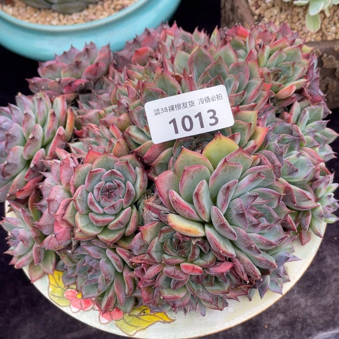 1013蓝色妖姬群生多肉植物